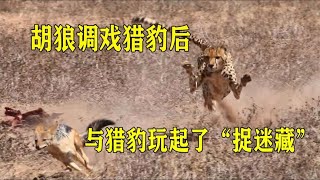 胡狼调戏猎豹后，与猎豹玩起了“捉迷藏”，好不容易逃脱又来挑衅