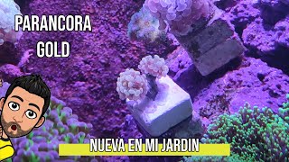 NUEVA Euphyllia Parancora Gold en el acuario