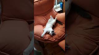 Sleeping cat does a stretch