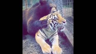 Bear takes care of tiger