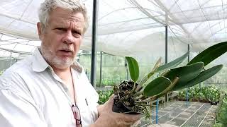 How to control weeds in the orchid greenhouse?