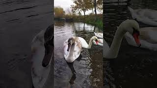 Лебеді 🦢 / SWANS🦢