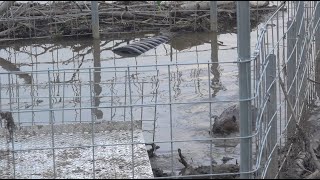 Determined Beavers At The Sapsucker Woods Outflow, 6/24/2023 (HD)