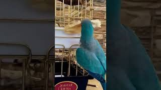 Чьё ухо?🦜😀 Эрика Калита - Монах попугай, Parrot Quaker