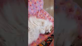 Украшение!❤#cat #юмор #котики #озвучка #shortsvideo #кошки #шортс #кот