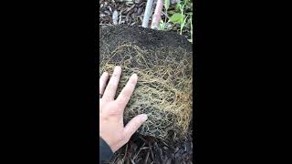 Preparing roots for Planting