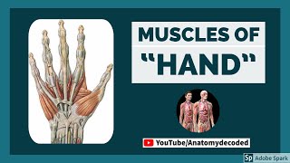 Muscles of Hand | Anatomy Decoded | Anatomy Lectures