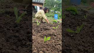 RAYO COMPANION PLANTING #food #organicfarming #permaculture #foodforest #villagelife #fyp