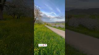 Cherry 🍒 blossom 🌸🌸🌸 Trail in Frick Switzerland 🇨🇭💚 #cherryblossom #frick #spring #swiss