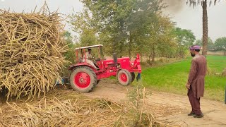 Tractor Stunt | Weldon Belarus | Single Tractor Pulling Trolley in Sugarcane Field