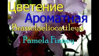 Самое шикарное цветение орхидеи.Brassolaeliocattleya Pamela Finney