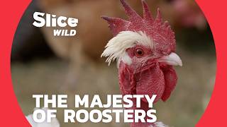 The Roosters' Realm: Power Plays in the Yard | SLICE WILD