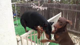 Doberman King jumps fence no problem.