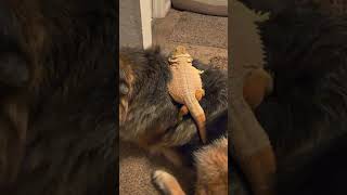 Mr lizard trying to hang on! #shorts #beardeddragon #lizard #dogs #germanshepherd