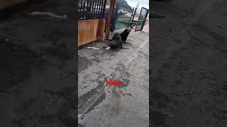 seal lion goes crazy #shorts #animals