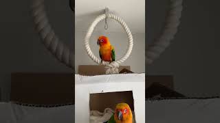 Konura- Conure Fira i Tuptuś