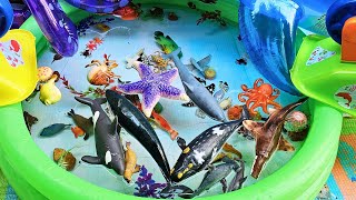 Explore Aquatic Fun: Educational Play with Marine Toys in a Green Inflatable Kiddie Pool!