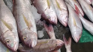 A lot of fresh yummy fishes..@jonathansascvlog #subscribe