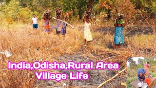 India Rural Area Village Lifestyle Full Video|Village Babupali |Hard Work Village Life