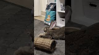 Flemish Giant Rabbit Yawning