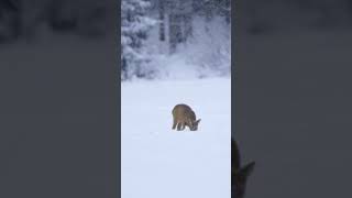 Swedish winter 🇸🇪🦌 #shorts #winter #snow #wildlife