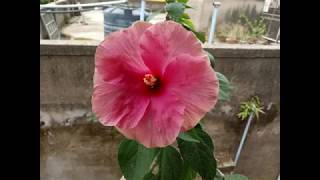 Hibiscus plant - care & tips......