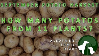 BIGGEST Potato Harvest We've Seen | Potato Reveal