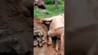 Baby Elephant Rescue #Shorts #Viral #Funny