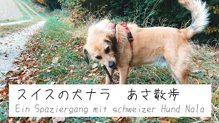 スイスの犬ナラ　あさ散歩の巻　Ein Spaziergang mit schweizer Hund Nala