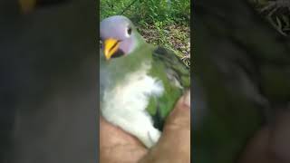 Burung punai ini susah ketemunya