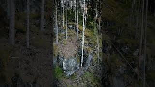 Autumn forest in Flisa Norway🍂