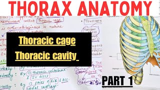 THORAX ANATOMY - 1 | Thoracic cage | Thoracic Cavity | Suyash shukla