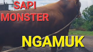 SAPI NGAMUK SAPI MONSTER BIKIN JANTUNGAN KELUAR KANDANG