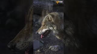 Don't mess with the wolf | Discover with Sabi