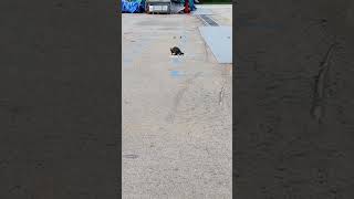 hungry cat eats bird food while bird watches