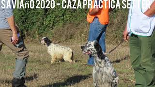 Caza Práctica Setter Club Saviñao 2020