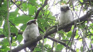 Crested Owl | Lophostrix cristata