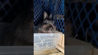 Cute Bunny Wants Dessert Before Dinner: Eats Red Clover Blossom First