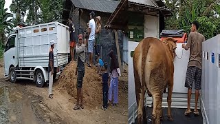 PENGIRIMAN SAPI QURBAN KE LAMPUNG SELATAN||FAISAL JAYA FARM