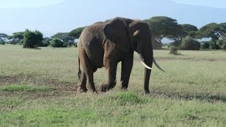 Elefantenfamilie in Kenia