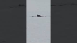 These Sealions are Having a Blast! #nature #sealions #wildlife #ocean