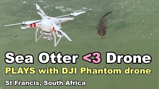 cute sea otter playing hide & seek with drone in surf