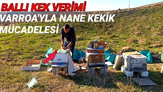 ARI BİTİNE DİKKAT ARILAR ÖLÜYORLAR NASIL ENGELLERİZ ÖNEMLİ BİLGİLER NE FAYDA