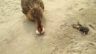 Hens Fight For Egg | Hen Harvesting Eggs to Chicks | Funny Video | Funny Hen video