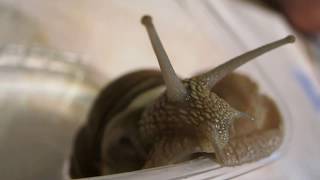 Виноградная улитка (Helix pomatia, Edible snail)