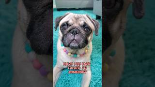 oh, you're the reason 😄 #dog #pug #cute #funny #pets #fyp #shorts