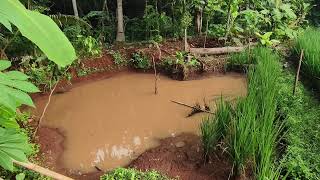 Pagi Hari Di Tengah Sawah Ditemani Kicau Burung, Gemericik Air dan Embun Pagi Sambil Lari Pagi...