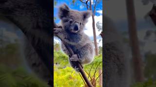 Koala kecil yang gemesin #shortvideo #yearofyou #shorts #koala