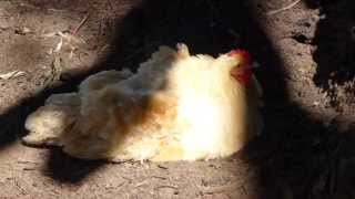 Cochin Chicken, at THE BRIARS, Victoria, Australia