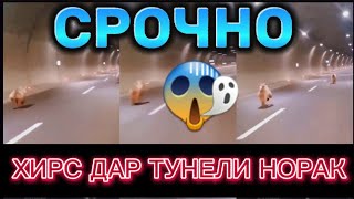 #хабар 😱Хирс дар😱 Тунели😱 Норак 😱 Инхо хатар доран ё не